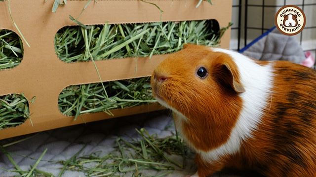 GuineaDad's tweet photo. Let me take one quick selfie before we eat 😉📸 #comeon #letseatalready #onemorepicture!
_________________
GuineaDad, helping piggies live their lives to the fullest
_________________
#guineadad #guineapig #guineapigs #guineapiglove #love #animals #fur… https://t.co/M9nBD1fvBd https://t.co/rLkAP73OvX