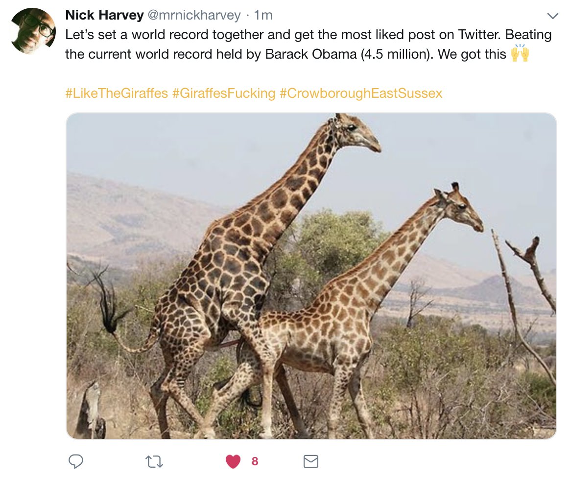 Жирафы спариваются. Самец жирафа. Спаривание жирафов. Как спариваются жирафы. Половой жирафа.