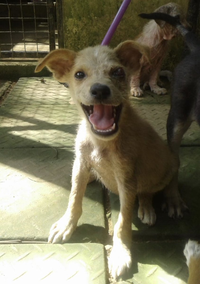 otaradel's tweet photo. Yesterday was Noori’s Lucky day! She was one of the first to find her home at adoption day.
Noori was rescued after hot water was thrown in to her eyes and on her body. She sadly lost one eye.
#EmbarkRescue #streetsogs #loveastreetpooch #embark #srilanka https://t.co/eQYyDJYKA8