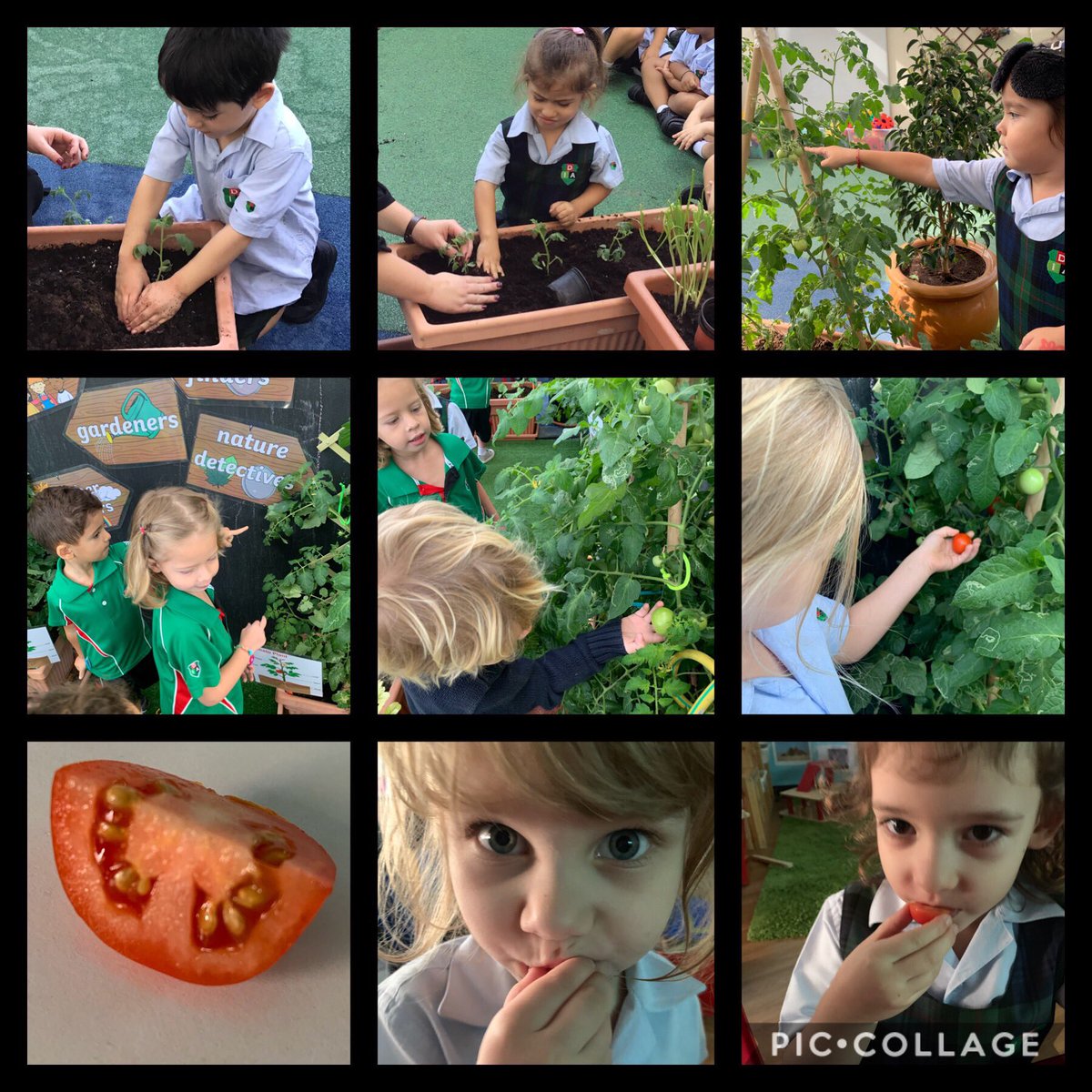 KG1's first organic school grown tomato harvest. They tasted delicious! 🍅 #organic #growyourown #InquiringMinds #greenthumb
