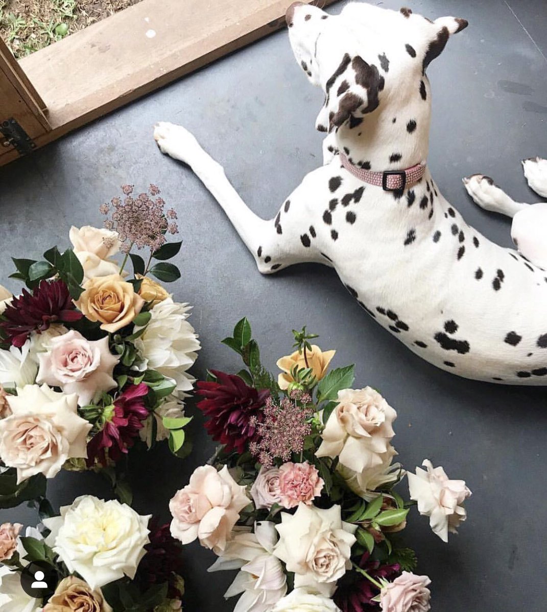 Monday motivation from Maddy at Ellebore and her adorable assistant! 
#MondayMotivaton #mondaythoughts #floraldesign