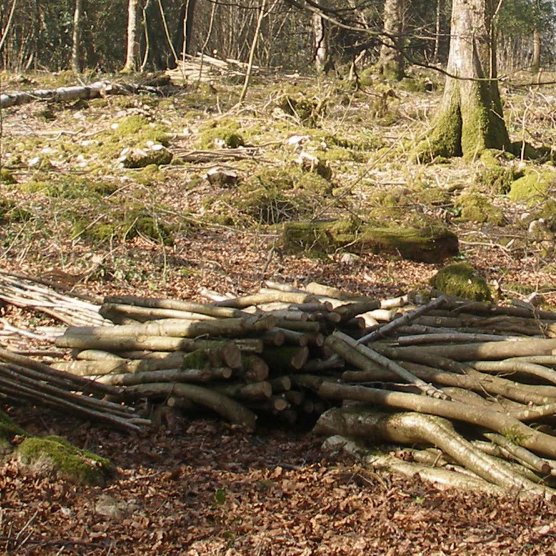 What's On Appleby: The story of Sales Bank Wood Whats on Appleby: The story of Sales Bank Wood