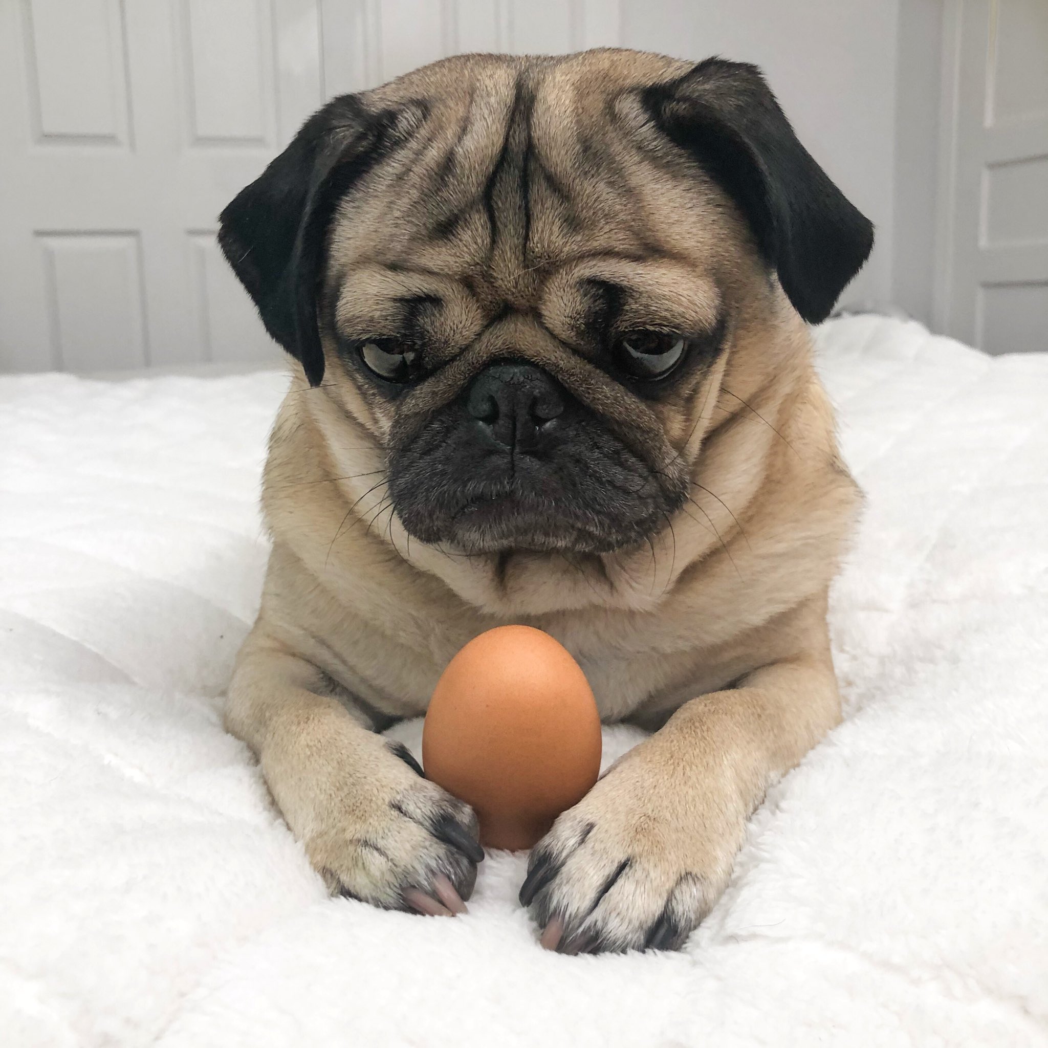 The pug hotsell