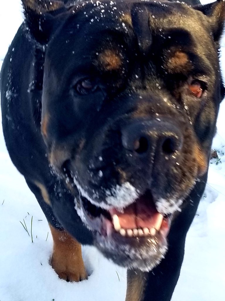 mycanecorso's tweet photo. Photo By Grant Jamie Winterburn #mycanecorso #tcccoa #canecorso #canecorsoclubofamerica #canecorsocool #italianmastiff #corsolover #canecorsofamily #corsolife #corsocool #koolcanecorso #canecorsosnowday https://t.co/g91xhk3oQs