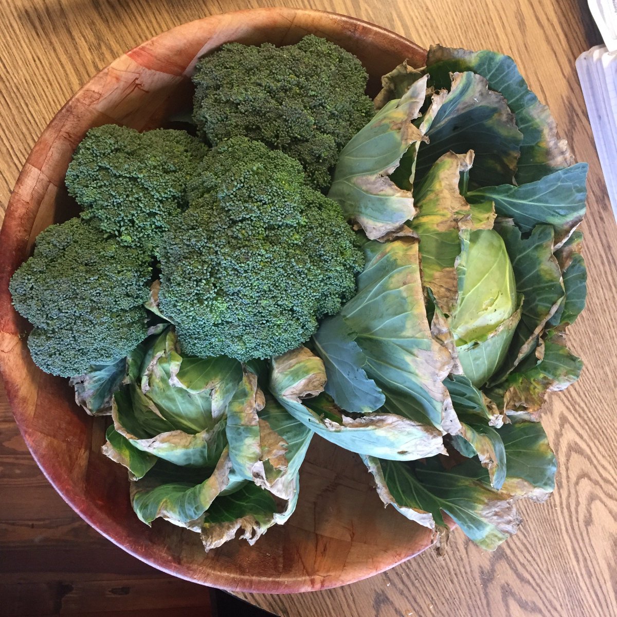 CM1A_US_EBNOLA's tweet image. #classedugout @cuisinerclasses @AtelierEBNOLA  @EB_NOLA  @gsebnola Aujourd&apos;hui, nous allons cuisiner les légumes que nous avons fait pousser dans notre jardin. Au  menu, saucisse aux choux. Mmmmm!