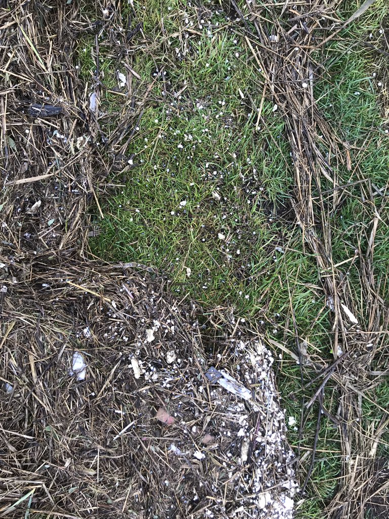 Even uitrusten na het opruimen van hele kleine plasticstukjes die verstopt tussen het riet zitten. Miljoenen verdwaalde kruimeltjes van de enorme plasticberg die we zelf hebben gemaakt en waarvan de top helaas nog lang niet in zicht is #HelpWad #zeehondencentrum