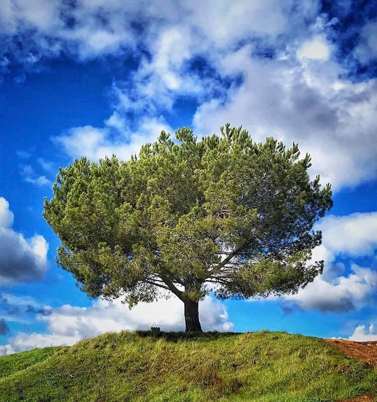 SLOParksandRec's tweet photo. You ready for this storm coming? ☔️ Photo On Terrace Hill by @wildflowerfolie #pixonpeaks #sloparksandrec #sanluisobispo #slo https://t.co/DJxlSrDDjJ