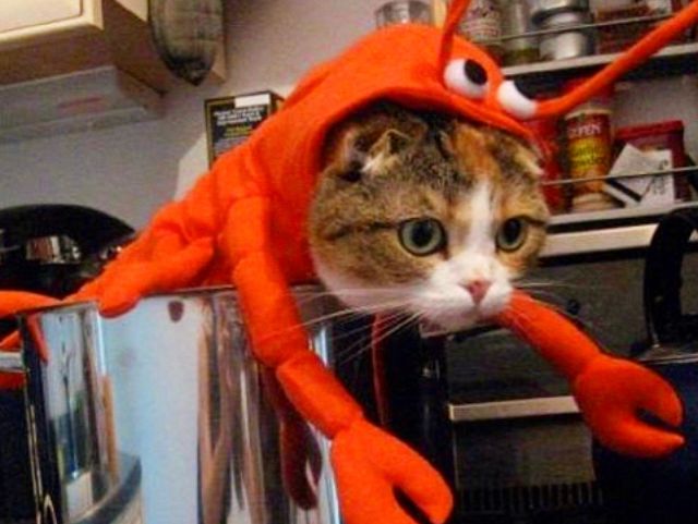 duuple's tweet photo. Celebrate this National Dress up your Pet Day by, of course, dressing up your pet๐๐ถ! Upload pictures of lovable lobsters ๐ฆ๐and other furry friends to the #DuupleApp for a chance to win 25$! ๐คฉ
#Duuple #DuupleChallenge #NationalDressUpYourPetDay #PetCostume #Pets #ILoveMyPet https://t.co/za0Z7S6qQI