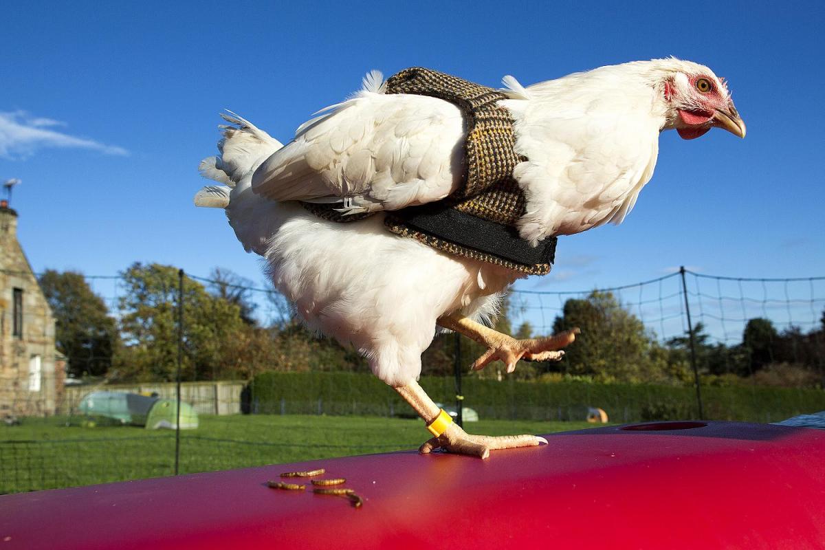 Two #chickens in #MiltonKeynes apparently roam so far they've been bought #highvis jackets to keep them safe, though maybe the one in yellow is making some kind of protest? In Scotland chickens wear #tweed... #GiletJaunes #freerange miltonkeynes.co.uk/our-region/mil… thetimes.co.uk/article/tweed-…
