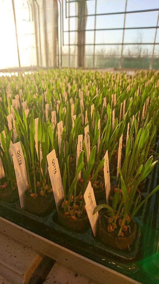 Winter wheat seedlings in the glass house <a href="/PlantBreedFarm/">PlantBreedFarm</a>. Future winter wheat varieties are be hiding here.

#winterwheat
#EmbracingNature #plantbreeding #PlantBreedingDK #Plantbreedfarm