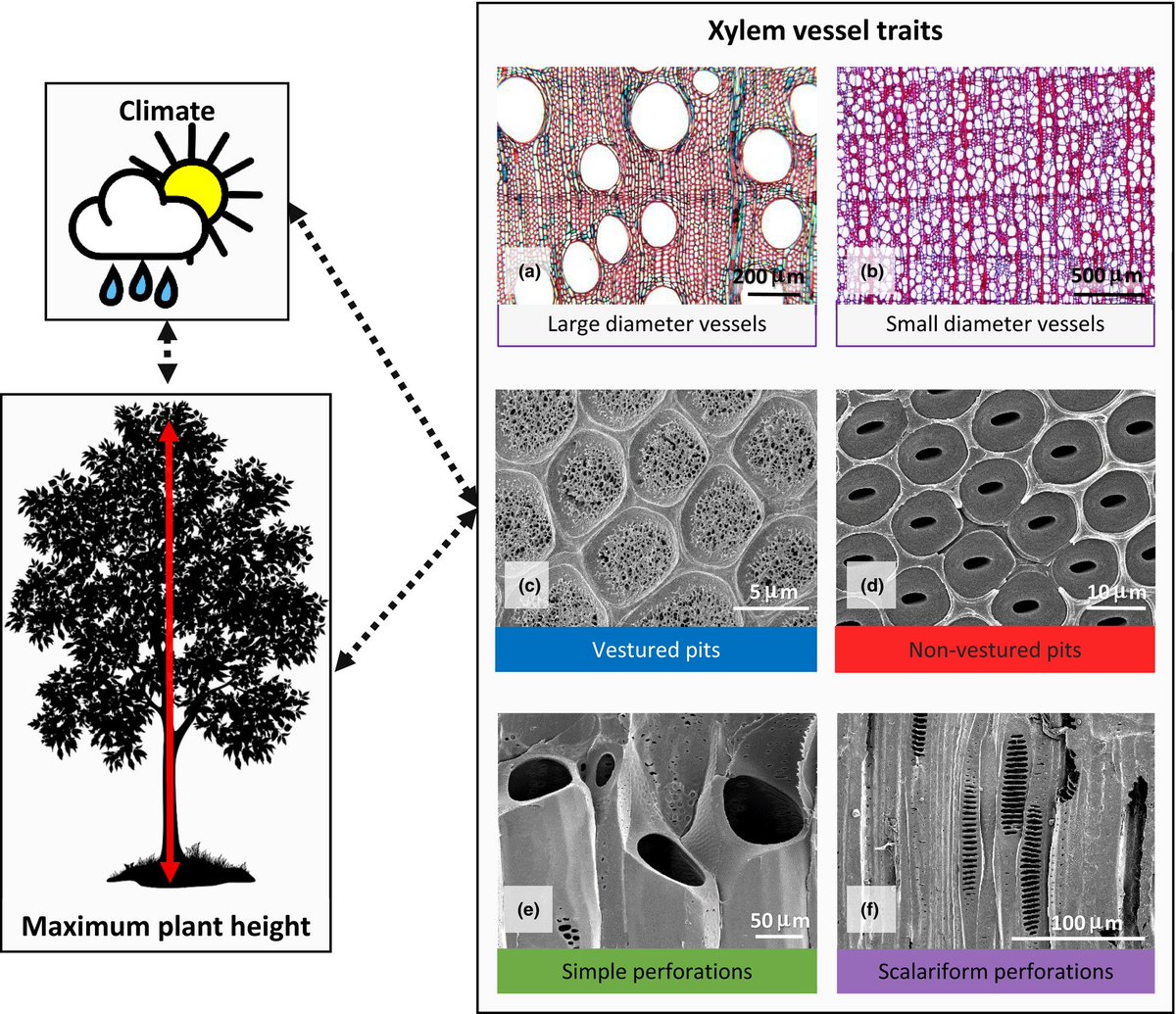 NewPhyt's tweet photo. An integrative view of xylem function reveals the complexity of xylem adaptations to climate @MedeirosLab https://t.co/yMlINSisTo https://t.co/VJhIFtK1DH
