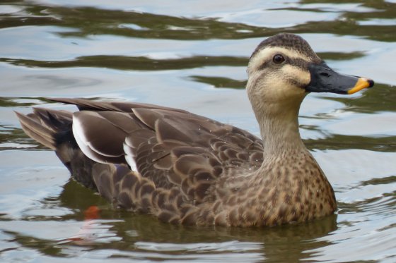 にゃんだ カルガモ の配色が マガモ というツッコミを見て笑ったｗ 考察班はやっぱ凄いわ 2枚目 マガモ 3枚目 カルガモ けものフレンズ2 けもフレ2