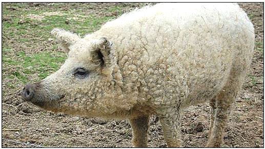 AvocadoChickNug's tweet photo. @_derekwilson @futuremanonhulu Currently experiencing Post-Future Man depression after finishing season 2. I will stare at this picture of a sheeppig to pass the time. https://t.co/wKjdeCPZyW