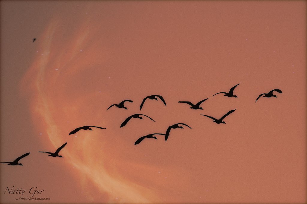 nattygur's tweet image. Running Companies on #NonDeterministic #Management (NDM) – #Self #Organization: ongalaxies.com/2019/01/14/run…
These posts series explain how to run organizations based on #NDM as operating principles.
#FutureOfWork #Agile #Business #FutureOfOrganizations #Leadership #HR #Transformation