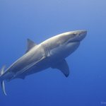 Photo by Lydia Shark (@RockStarLydia)
