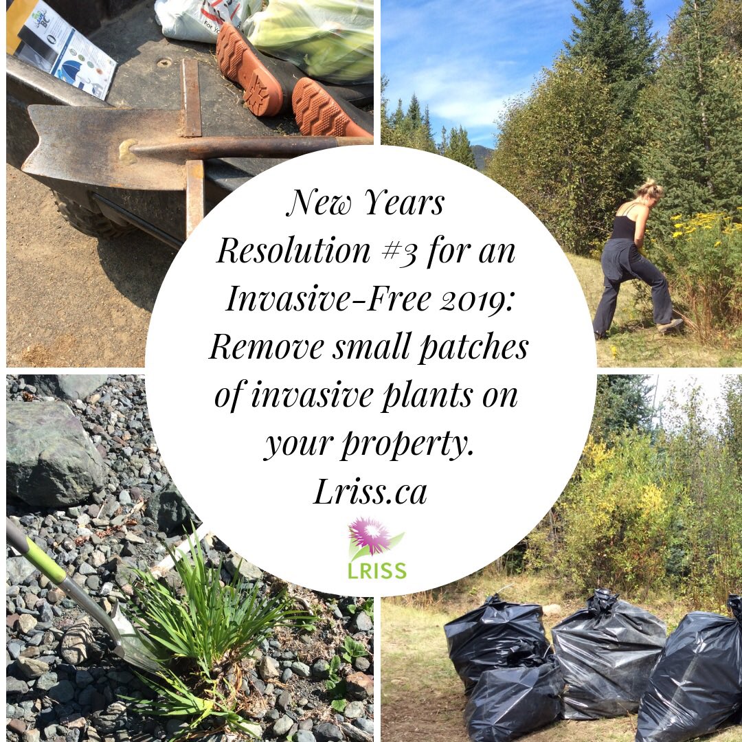 LRinvasives's tweet photo. #resolutions2019 #invasiveplants #stopthespread #bcinvasives #lriss https://t.co/bIWu1MRTfX