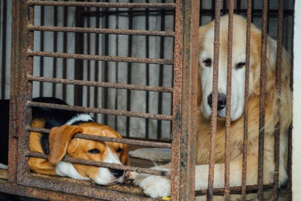 Ontario court voids animal-protection agency enforcement powers legalblogs.findlaw.ca/legal-life/ont… #OSPCA #animalprotection