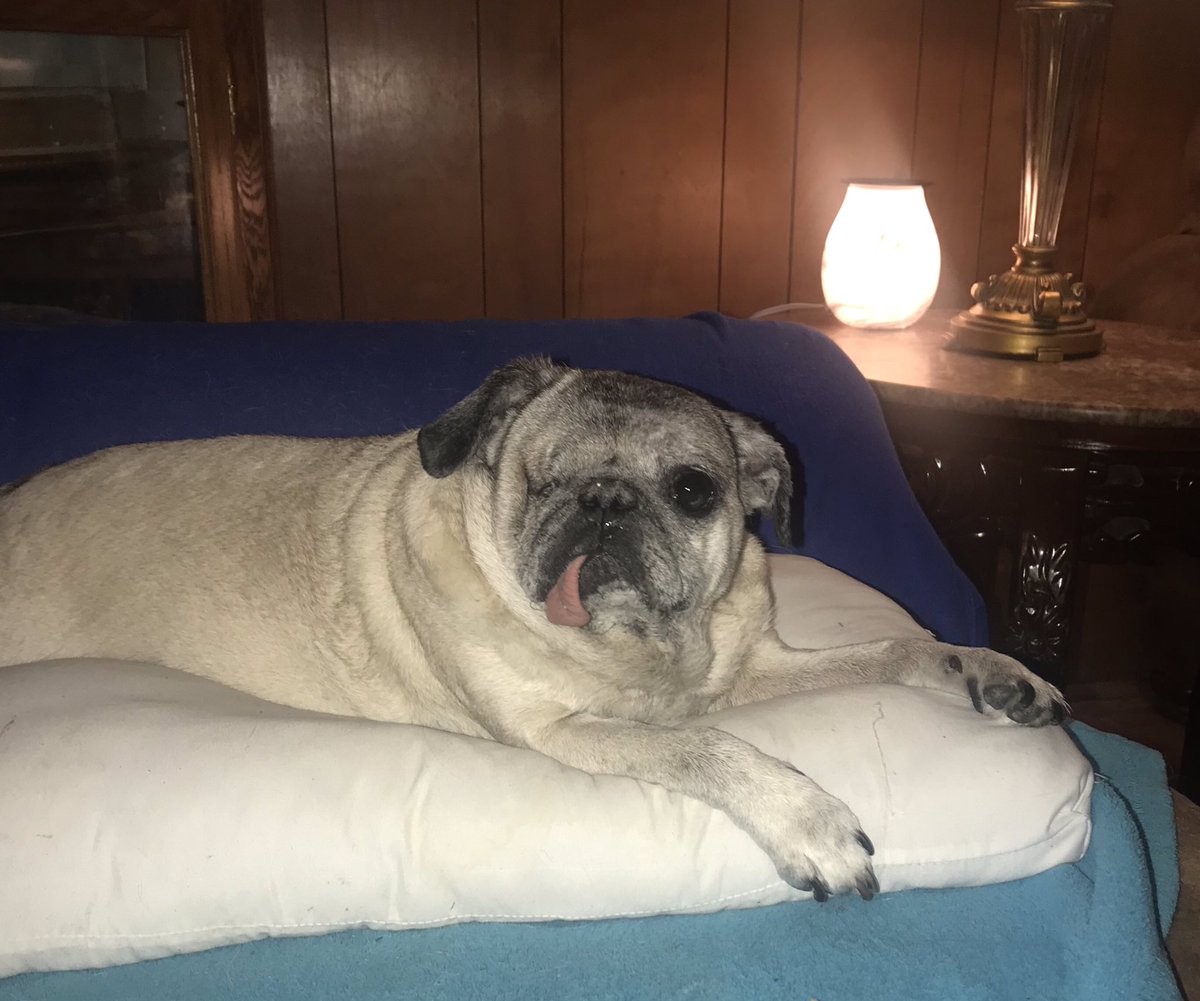 ThugPugMom's tweet photo. Thinking about curling up with #ThugPug and taking a nap #sup #HomieMax @TrueLivePDFans @Beatlemaniac201 @TrishDukes1 #dontthinksomom #thisismypillow #getyourown https://t.co/hzEcYyQJTj