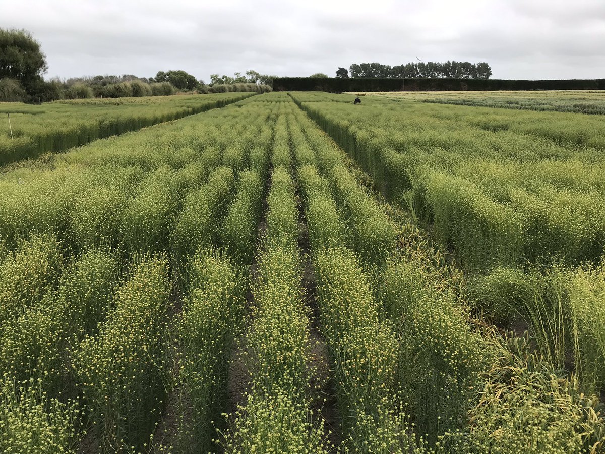 Reynald_Linea's tweet photo. Lincoln New Zealand 6:30 am let’s go for a ride of running with mountains around before making my last choices of breeding lines on the fields. Life is choices but breeding is choices every 2 minutes. You can’t back home with all the lines! #selectionpassion #flax #linen #celc https://t.co/dADq7JU0xu