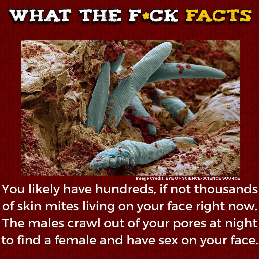 What The F*** Facts tweet media