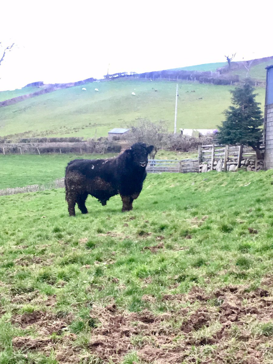 Clegir Bleddyn yn hamddenol iawn ar ol ei road trip yr holl ffordd o ynys mon #gwarthegduon