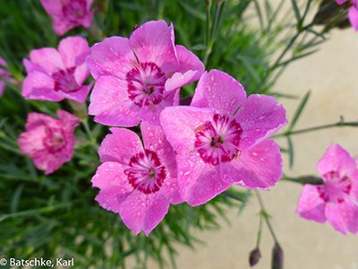 Notes from the Road with Chris Fifo -- Fall-Planted #Perennials. Get tips for success here: bit.ly/2FyaYcl