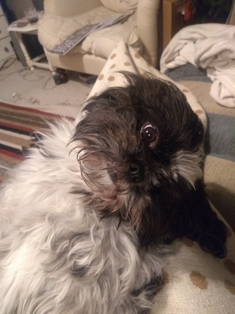 Wanted to try and tweet more but already lost with what to write so here a pic of my dog