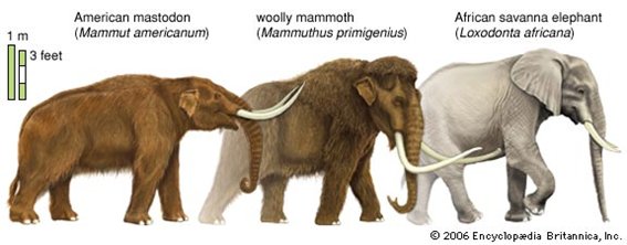 This doesn’t fit in with the popular but erroneous idea that sabretooths, cave lions, woolly rhinoceroses, giant sloths, and mastodons are all animals from extremely ancient times. These species are often even mistakenly considered as ancestors of their surviving close relatives.