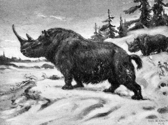 But this extinction event did not differentiate between climates, and did not only extinguish cold-tolerant megafauna like wooly mammoths and woolly rhinos.