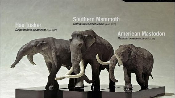 In the Americas all species of proboscidean disappeared, including the woolly and Columbian mammoths, the gomphotheres and the mastodon. The climatic adaptability of these species was such that proboscideans of one kind or another were found from Alaska to Argentina.