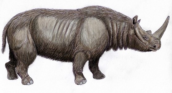 Differences become evident in the record of larger animals. Researchers at the same site find remains of wolf, brown bear, wild boar, roe deer, red deer, chamois… the current Spanish fauna; but there are also of cave bear, spotted hyena, leopard, lion, bison, horse and rhino.