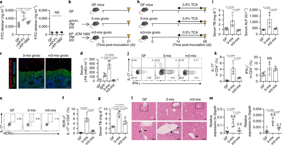 NatureMicrobiol's tweet image. Nakamoto et al: #Klebsiella pneumoniae-mediated gut barrier translocation of #PrimarySclerosingCholangitis (PSC)-derived #microbiota mediates Th17-driven liver inflammation and damage: rdcu.be/bgPyD