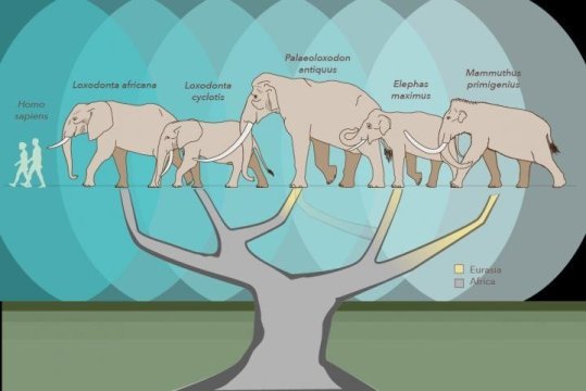 They coexisted during all that time in Eurasia with other species such as Palaeoloxodon antiquus and P. namadicus, the largest elephants of the Old World. All of these species were coeval species adapted to different environments, but they frequently hybridized with each other.