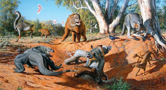 Giant kangaroos, car-sized wombats, 7-meter long monitors, gigantic birds, marsupial lions, and terrestrial crocodiles capable of galloping were some of the animals encountered by the aborigines when they first arrived on the continent.