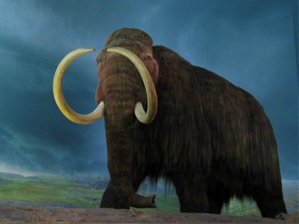 The second wave of Euro-Siberian extinctions affected mostly the northern latitudes, where extinctions occurred from 15,000 to 6,000 years ago and claimed the woolly mammoth, the woolly rhinoceros, the cave lion, and the European giant deer.