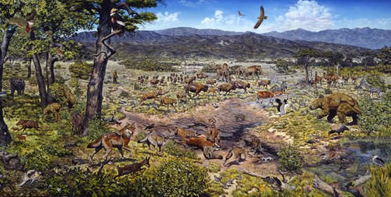 In North America, the proboscideans (five species), equids, camelids, saber-toothed cats, lions, dire-wolves, giant beavers, American cheetahs, cougars, giant sloths, and giant armadillos became extinct, among many others…