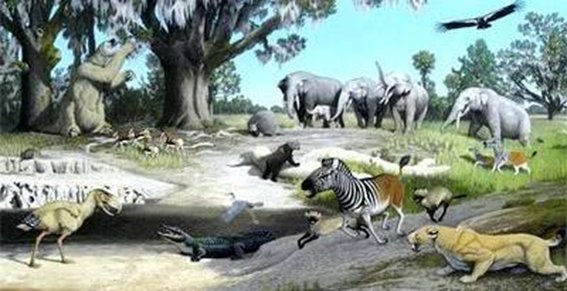 The South American fauna included relatives of elephants (gomphotheres), saber-toothed cats, giant armadillos, and giant sloths of four different families with genera such as Megatherium and Eremotherium that could weigh more than five tons.