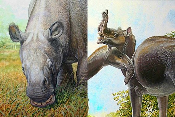 In addition, there were the unique South American ungulates, such as Toxodon and Macrauchenia, among many other genera that became extinct within a few millennia after inhabiting the continent for millions of years.