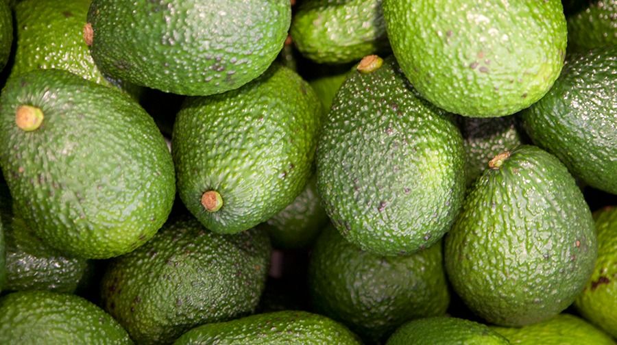 gsf_abgsyconsul's tweet image. #Crecex: Nunca se debió prohibir la #importación del #AguacateHass - buff.ly/2VVkOuy