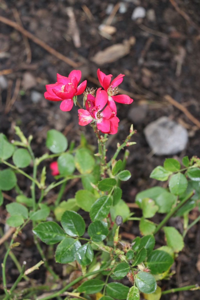 TTNewbridge's tweet photo. The #KesseLippe roses planted by the #Newbridge #BadLippspringe #Twinning Group in #LiffeyLinearPark are blooming in January! https://t.co/RML3HGekiY
