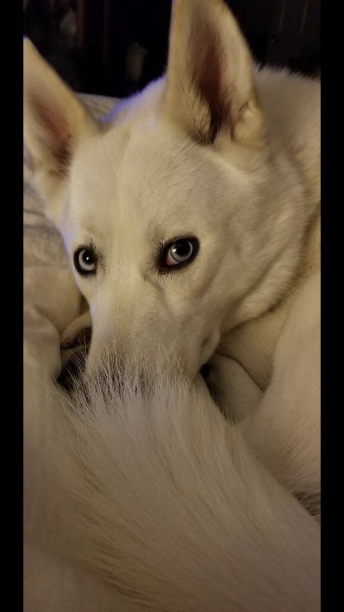 JonathonJacob1's tweet photo. Haven’t been on Twitter in couldn’t even tell you how long but everyone take a look at my dog thats a model https://t.co/MDHKDrnE9a