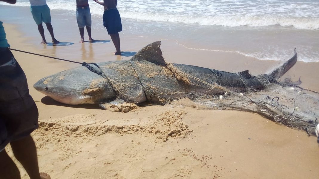 pecenedomel's tweet image. ATENÇÃO GALERA DE SÃO GONÇALO E CIA, NÃO VENHAM PRA ITAIPUAÇU!!! 
a grande quantidade de peixes no litoral tem atraído muitos tubarões para nossa costa, moradores do recanto encontraram esse tubarão agarrado na rede de pesca na beira!!! repassem pf #ForaHaole