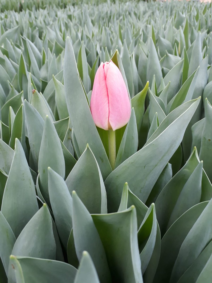 Binnenkort verkrijgbaar #maskovrie
#Coastulip <a href="/gebrdegroot/">Gebr. de Groot en zn</a>
Voor ons uitgebreide assortiment vindt u een overzicht op coastulip.nl