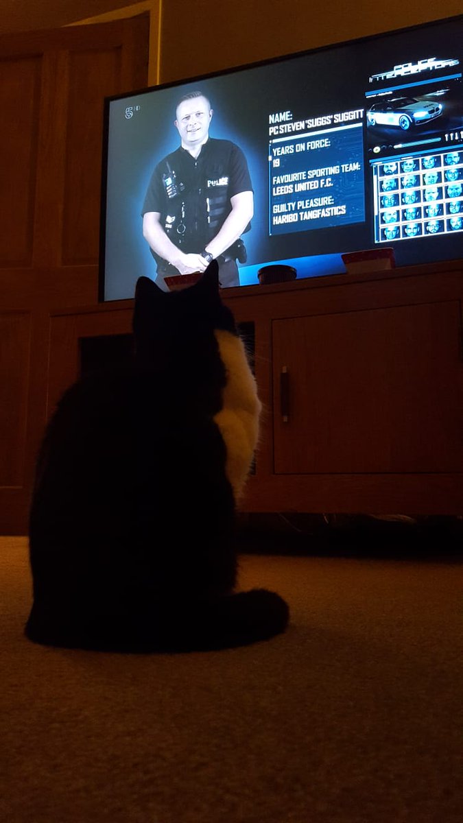 sazzarozza's tweet image. Sgt. Betty enjoying tonight's episode of #Interceptors @InterceptorsTV @stationmoggy 🚔😹