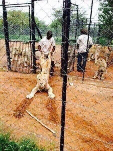 Bred in captivity for the bullet... South African “factory farms” are rearing THOUSANDS of lions for cheap, easy “trophies” for hunters to kill :( Let’s make 2019 the year that canned hunting is BANNED. Share if you agree! #bantrophyhunting #bancannedhunting