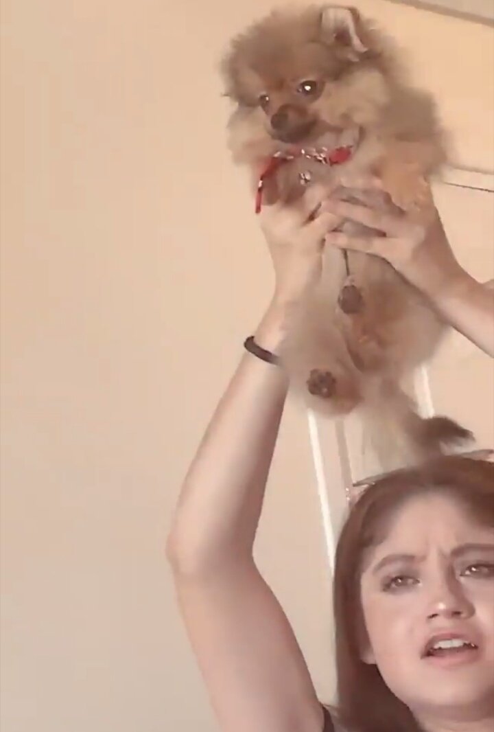 LusXGiovanna's tweet photo. Pobre Simba 😂 jajaj @karolsevilla quede tentada con ese vídeo 😂 https://t.co/XnBoUdSqFH