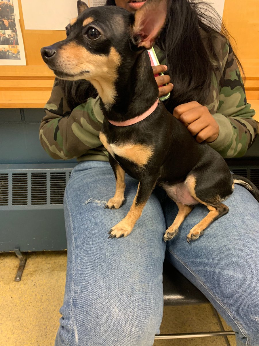 This lost dog was brought to the 68 Precinct.  Please help reunite this beautiful dog with it’s owner.