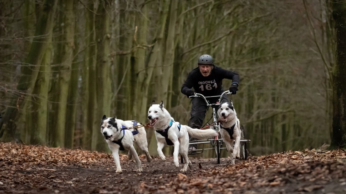 TRPICS1's tweet photo. Great atmosphere as usual this weekend @SHCGB meet @RSPBSherwood .  Check out pics on your photos in our gallery https://t.co/riKL6chZlp Have a great time in Aviemore next week guys! #husky #Nottinghamshire #HuskerPower https://t.co/OxCiTN6VVv