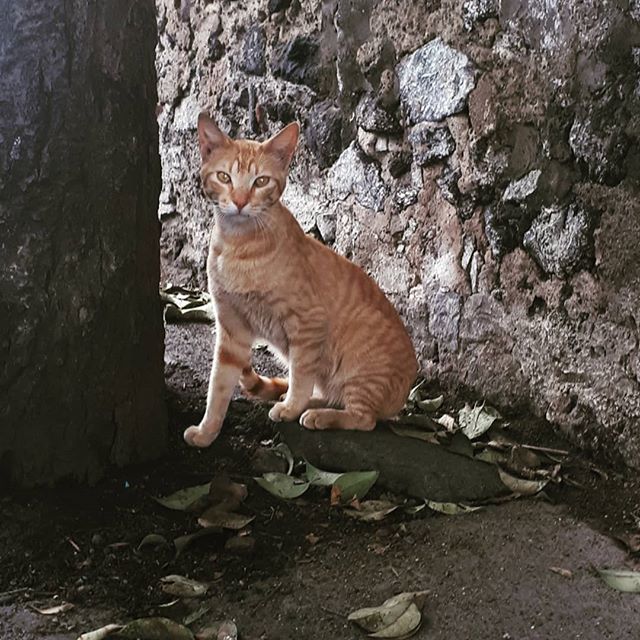 petshopposts's tweet image. La belleza se encuentra en todas partes, has un alto y contempla. 😻
Adopta hay muchos animalitos que lo necesitan.🐾🐾
#adoptagatitos #adorable #pets #catsagram #petfriends #cats #catlovers #gatoscallejeros #catlove bit.ly/2SU084x