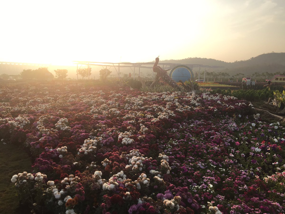 vivekagnihotri's tweet photo. Good morning from Statue of Unity      Built in just 46 months. And in just a few weeks they created a valley of flowers around it with 2.5 million flowers. Quality and presentation wise it’s better than any international tourist attraction with 30k tourists flocking everyday. https://t.co/f2ohpYE6ON